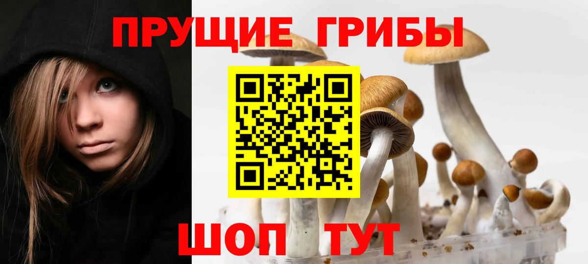 Галлюциногенные грибы Psilocybine cubensis Калач-на-Дону